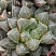 Хавортия обтуса Мирор Бол (Haworthia obtusa Mirror Ball), 4-5 см