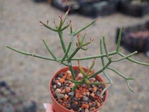 Эуфорбия тирукалли (Euphorbia tirucalli), 15-20 см черенок н