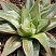 Хавортия цимбиформис Грэй Хост (Haworthia cymbiformis Grey Ghost), 8-10 см 