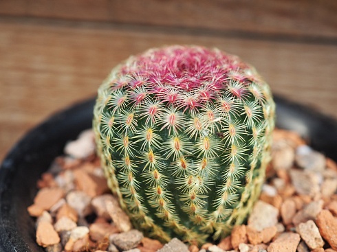 Echinocereus rigidissimus v. rubrispinus, 3 см