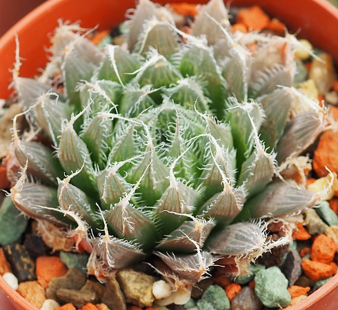 Хавортия болюса блекбердиана (Haworthia bolusii v.blackbeardiana), 6-8 см