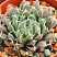 Хавортия болюса блекбердиана (Haworthia bolusii v.blackbeardiana), 6-8 см