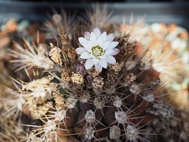 Gymnocalycium chacoense, 12-14 см