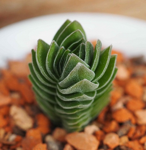 Крассула Храм Будды (Crassula cv. Buddha’s Temple), 4-5 см