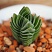 Крассула Храм Будды (Crassula cv. Buddha’s Temple), 4-5 см