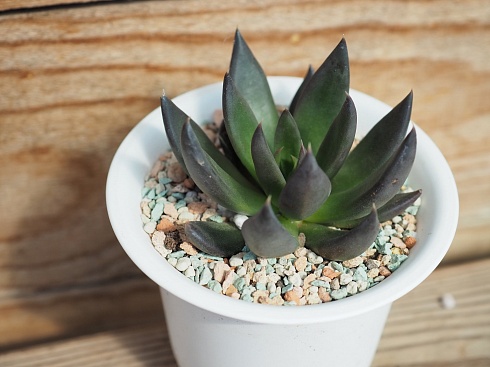 Эхеверия аффинис "Чёрный рыцарь" (Echeveria affinis 'Black Knight'), 7-8,5 см