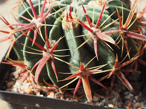 Ferocactus latispinus, 14-16 см