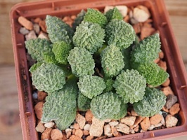 Адромисхус марианны херрей Грин (Adromischus Marianiae Herrei Green), 6,5-7 см