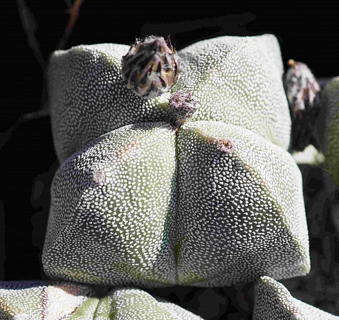 Astrophytum myriostigma quadricostatum, 5,5-6 см