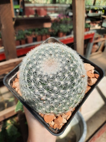 Mammillaria candida 8-9,5 см