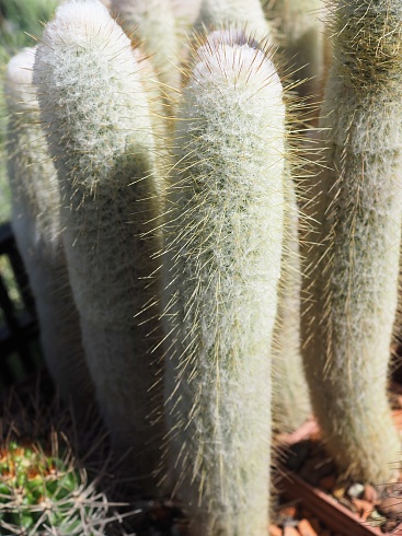 Espostoa melanostele, 8-10 см