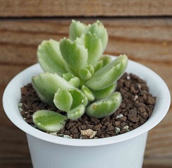 Котиледон томентоза вариегатный (Cotyledon tomentosa variegata), 5+ см черенок н/у