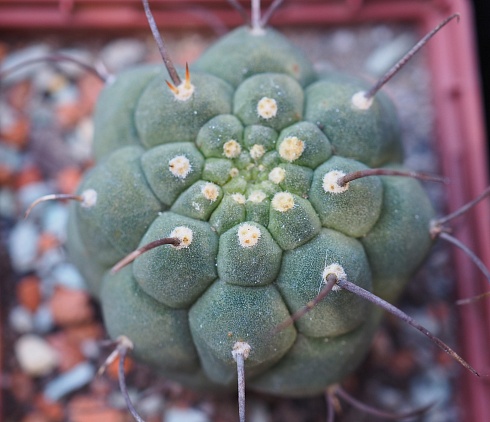 Matucana Madisoniorum, 4-6 см