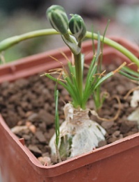 Альбука полифилла (Albuca polyphylla), 2-3 см луковица