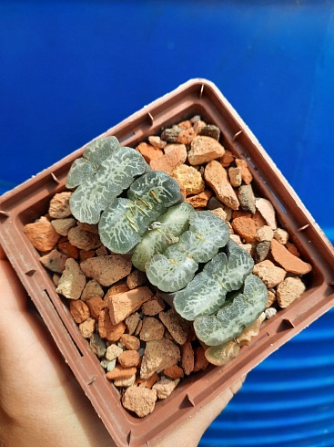 Haworthia cultivar 1, 7-7,5 см