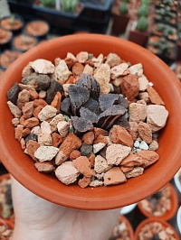 Haworthia mordor variegated 3,5-4 см