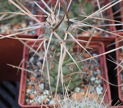 Tephrocactus articulatus var. Syringacanthus, 5-6 см черенок н/у