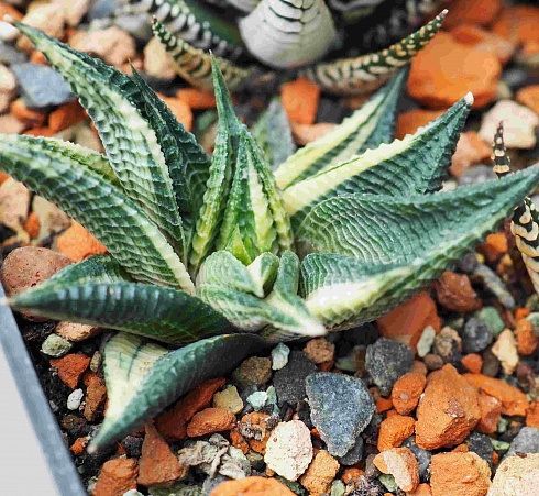 Хавортия лимифолия вариегата (Haworthia limifolia variegata), 6-8 см