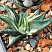 Хавортия лимифолия вариегата (Haworthia limifolia variegata), 6-8 см