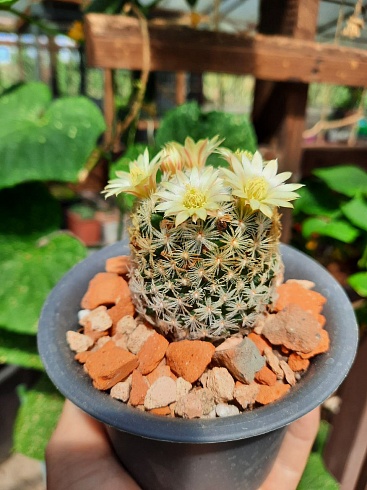 Mammillaria duwei 3-4 см 