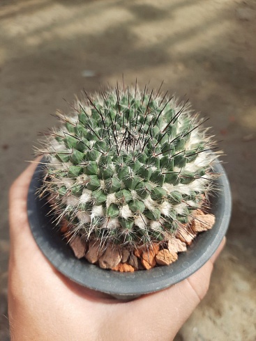 Mammillaria klissingiana 7-8 см 