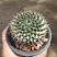 Mammillaria klissingiana 7-8 см 