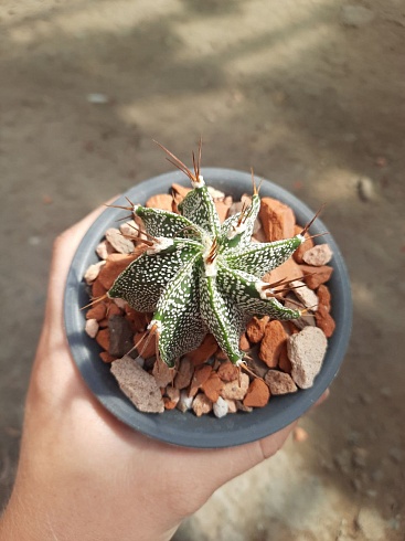 Astrophytum ornatum 4-5 cм 