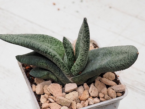 Гастерия Павэр (Gasteria Power), 9-10 см