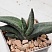 Гастерия Павэр (Gasteria Power), 9-10 см