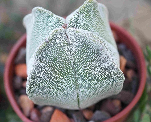 Astrophytum myriostigma quadricostatum, 5,5-6 см