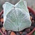 Astrophytum myriostigma quadricostatum, 5,5-6 см