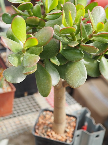 Крассула овата (Crassula ovata), 5-6 см черенок н/у