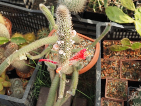 Cleistocactus samaipatanus, 5-7 см черенок н/у