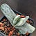 Gasteria obliqua f. variegata, 8-10 см