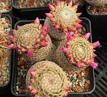 Mammillaria matudae, 20-22 см куст