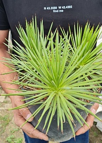 Агава стрикта Нана Грин Хэджхог (Agave stricta Nana Green Hedgehog), 15-20 см