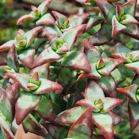 Крассула рупестрис Хай Волтэдж (Crassula rupestris cv. High Voltage), 2-3,5 см черенок н/у