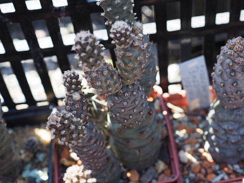 Tephrocactus articulatus subinermis, 8-10 см