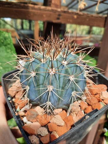 Melocactus azureus 10-11 cм 