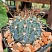 Melocactus azureus 10-11 cм 