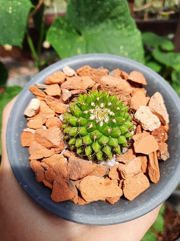 Mammillaria marksiana 3-3,5 см 