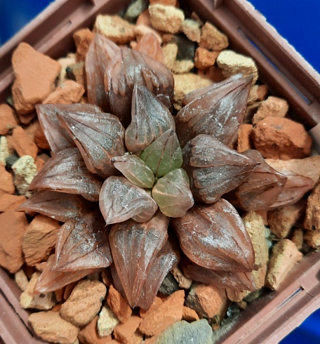 Haworthia magnifica v. atrofusca mutant, 6-6,5 см