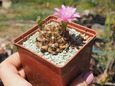 Gymnocalycium damsii v tucavocense L361, 5-6 см