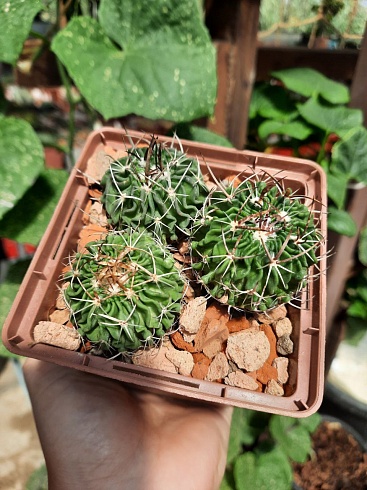 Stenocactus multicostatus 3,5-4,5 см