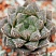 Хавортия обтуса Мирор Бол (Haworthia obtusa Mirror Ball), 4-5 см