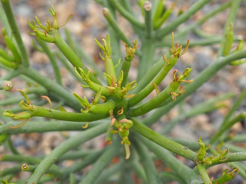 Эуфорбия тирукалли (Euphorbia tirucalli), 15-20 см черенок н