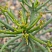 Эуфорбия тирукалли (Euphorbia tirucalli), 15-20 см черенок н