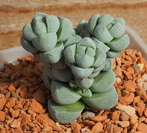 Крассула децептор (Crassula deceptor), 6,5-7 см куст