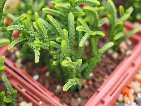 Крассула плауновидная (Crassula lycopodioides), 3-4 см одиочная