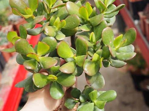 Крассула овата (Crassula ovata), 5-6 см черенок н/у